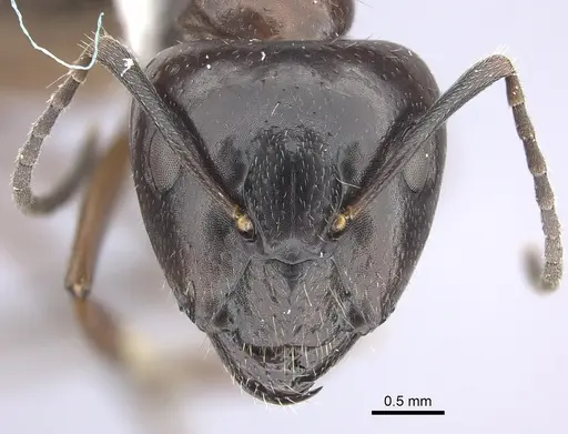 Camponotus nitens - JTLC000001743