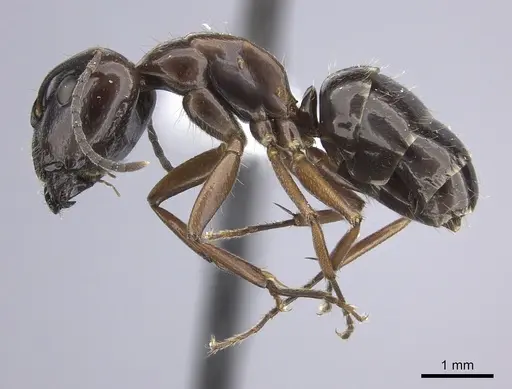 Camponotus nitens - JTLC000001743
