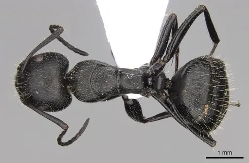 Camponotus nitidescens specimen