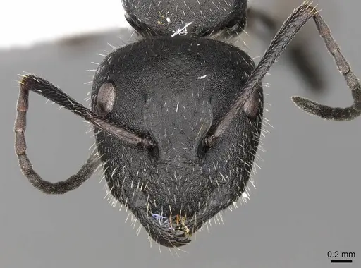 Camponotus nitidescens specimen