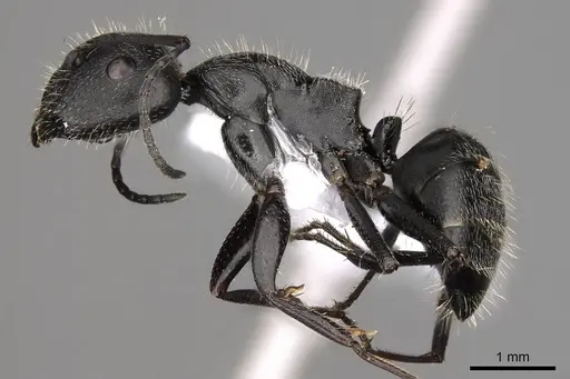 Camponotus nitidescens specimen