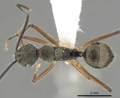 Camponotus nitidior specimen