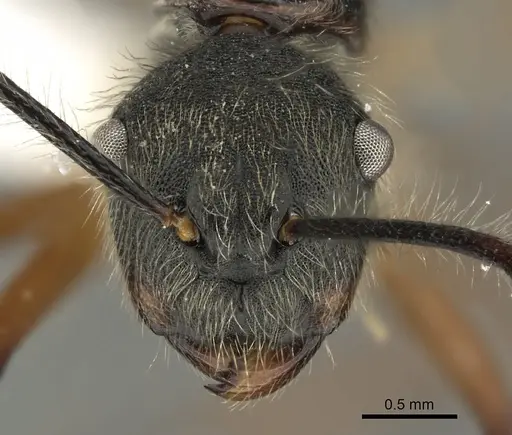 Camponotus nitidior specimen