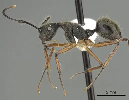 Camponotus nitidior specimen