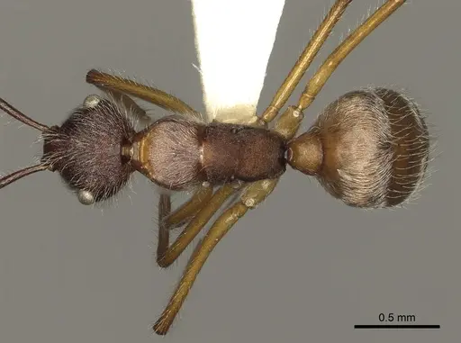 Camponotus nitidior - CASENT0280324