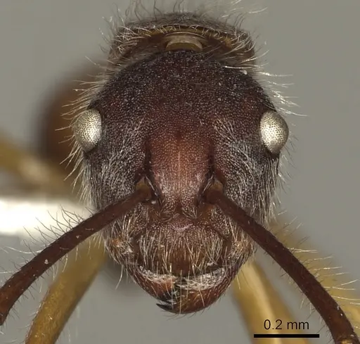 Camponotus nitidior - CASENT0280324