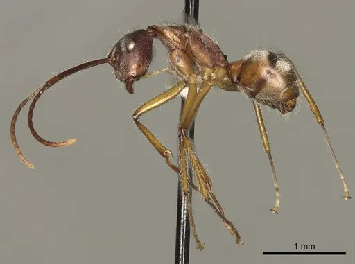 Camponotus nitidior - CASENT0280324