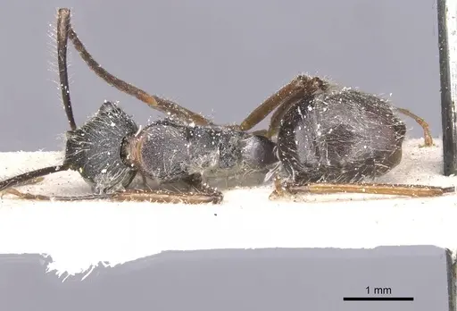 Camponotus nitidior - CASENT0912084