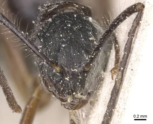 Camponotus nitidior - CASENT0912084