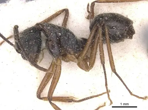Camponotus nitidior - CASENT0912084