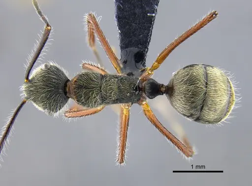 Camponotus nitidior - CBUMAGENT41996