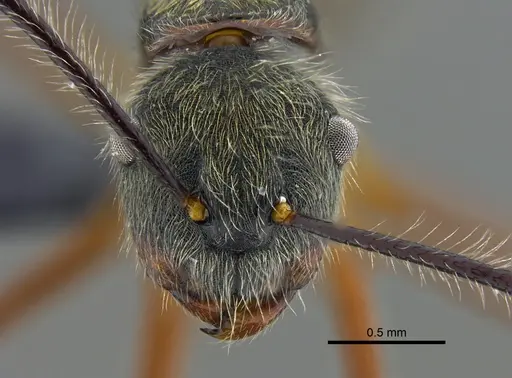 Camponotus nitidior - CBUMAGENT41996