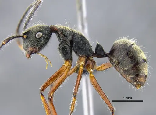 Camponotus nitidior - CBUMAGENT41996