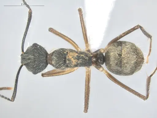 Camponotus nitidior - ECOFOG-KOT23-0063-08