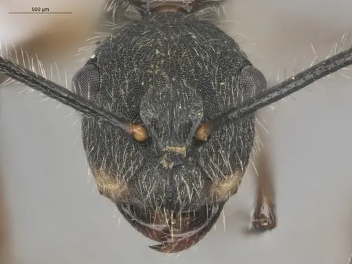 Camponotus nitidior - ECOFOG-KOT23-0063-08