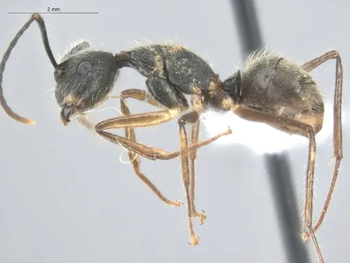 Camponotus nitidior - ECOFOG-KOT23-0063-08