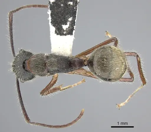 Camponotus nitidior - INBIOCRI002281550