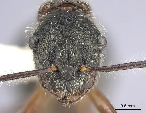 Camponotus nitidior - INBIOCRI002281550