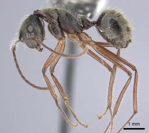 Camponotus nitidior - INBIOCRI002281550