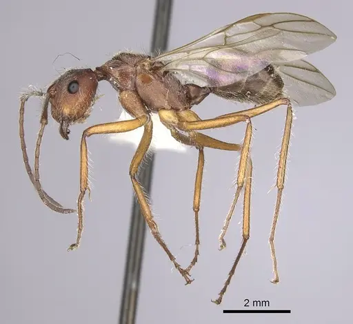 Camponotus nitidior - INBIOCRI002281554