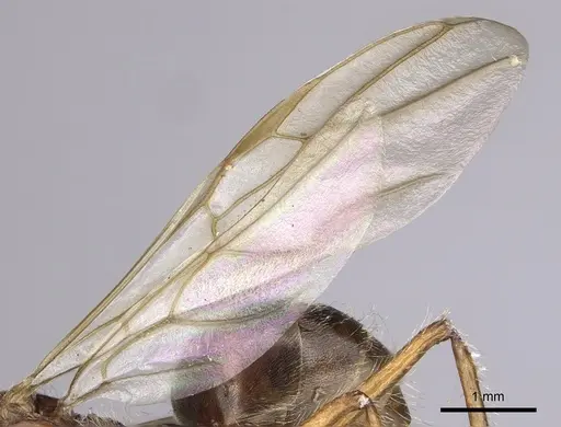 Camponotus nitidior - INBIOCRI002281554