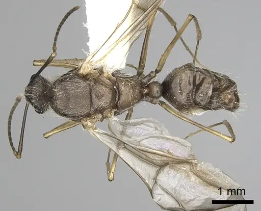 Camponotus nitidior - INBIOCRI002281555