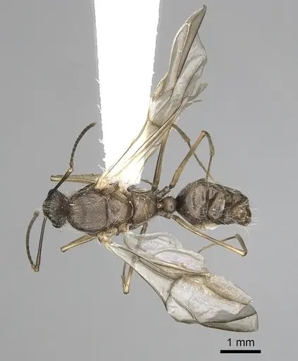 Camponotus nitidior - INBIOCRI002281555