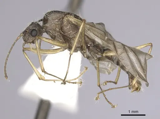 Camponotus nitidior - INBIOCRI002281555