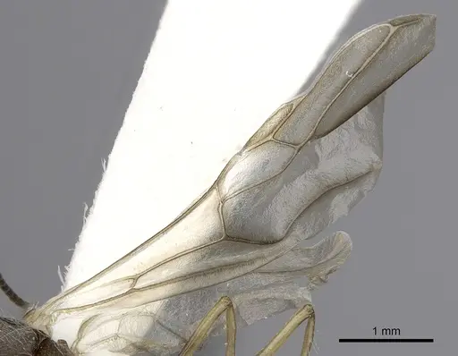 Camponotus nitidior - INBIOCRI002281555