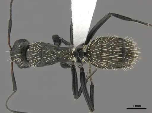 Camponotus niveosetosus specimen
