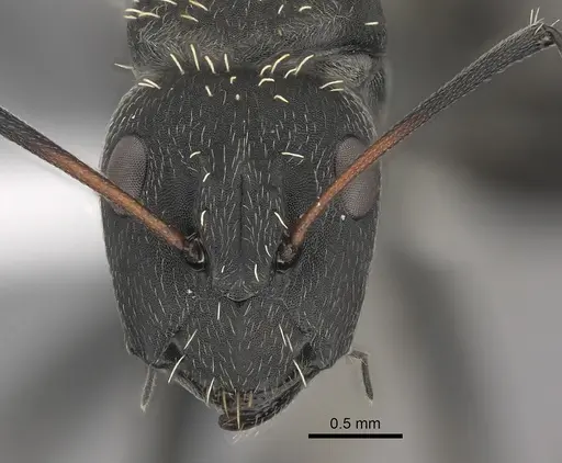 Camponotus niveosetosus specimen