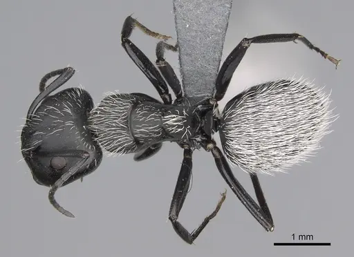 Camponotus norvigi specimen