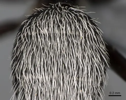 Camponotus norvigi specimen