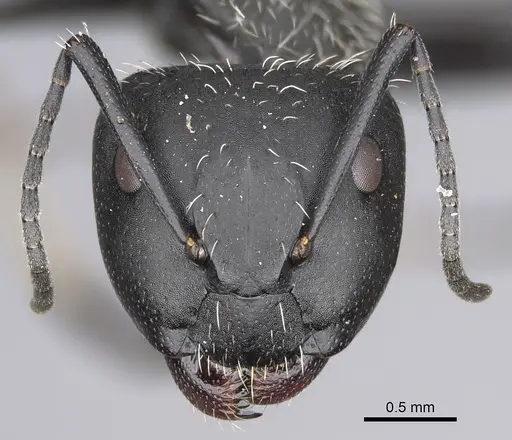 Camponotus norvigi specimen
