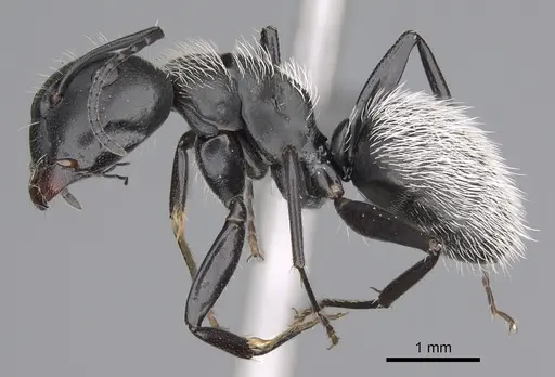 Camponotus norvigi - CASENT0724356