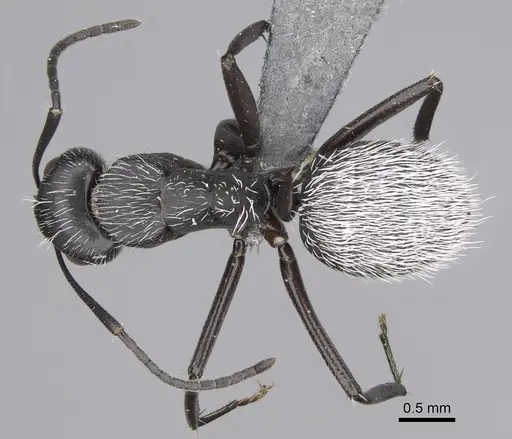 Camponotus norvigi - CASENT0923254