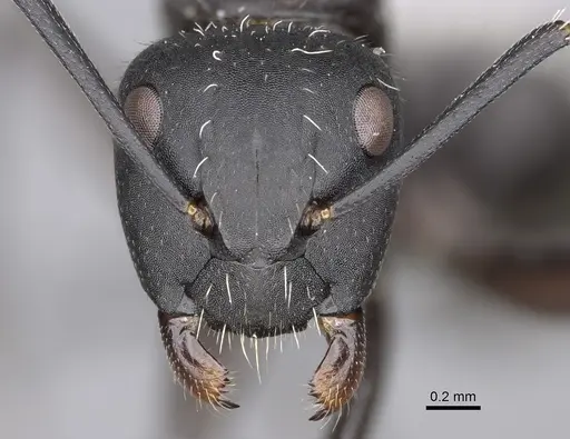 Camponotus norvigi - CASENT0923254