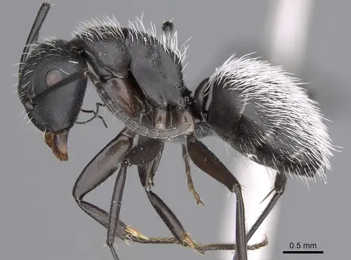 Camponotus norvigi - CASENT0923254