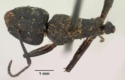 Camponotus nossibeensis specimen