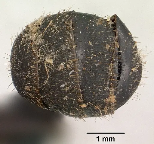 Camponotus nossibeensis specimen