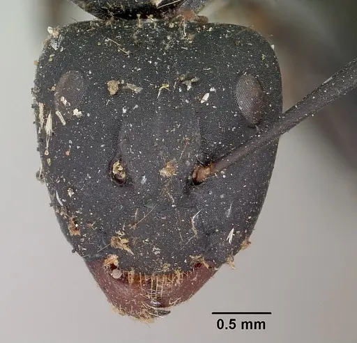 Camponotus nossibeensis specimen