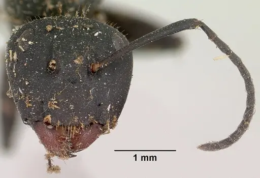 Camponotus nossibeensis - CASENT0101373