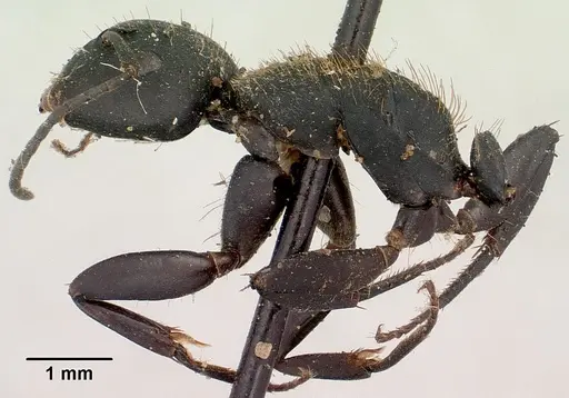 Camponotus nossibeensis - CASENT0101373