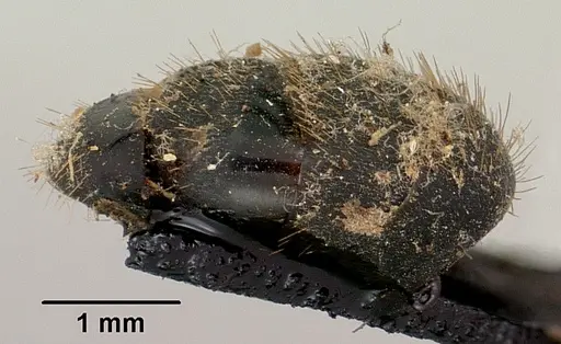 Camponotus nossibeensis - CASENT0101373