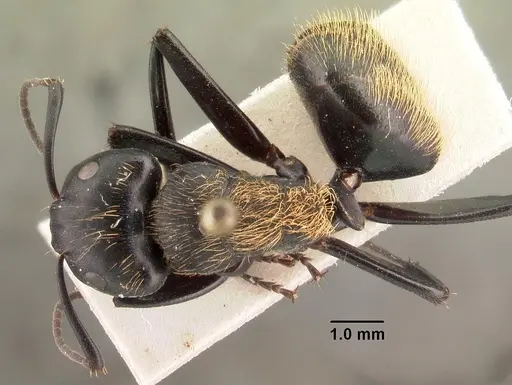 Camponotus nossibeensis - CASENT0101425