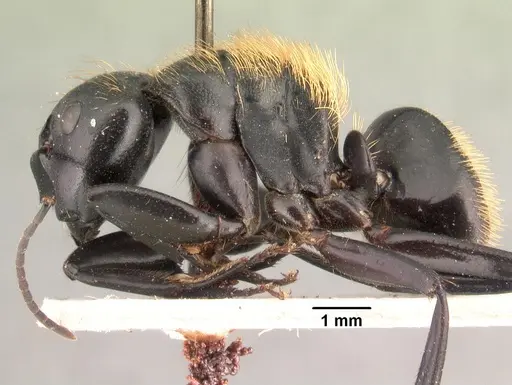 Camponotus nossibeensis - CASENT0101425
