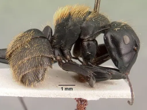 Camponotus nossibeensis - CASENT0101425