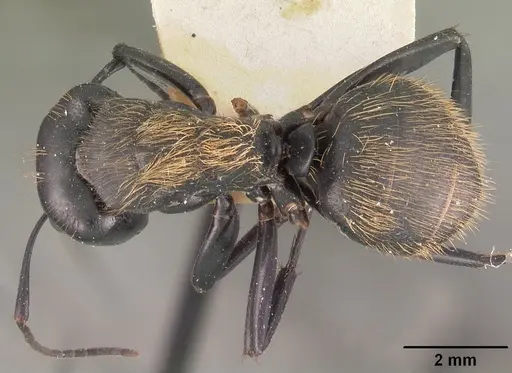 Camponotus nossibeensis - CASENT0102441