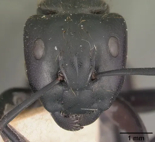 Camponotus nossibeensis - CASENT0102441