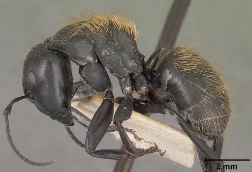 Camponotus nossibeensis - CASENT0102441